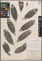 Foto von Salix discolor Muhl.